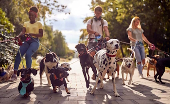 Le fonctionnement de Dog Sitting.