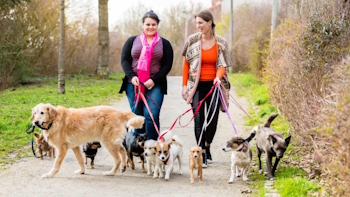 Le rôle du Dog Sitter.