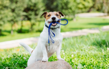 Les conseils de tarifs Dog Sitting.